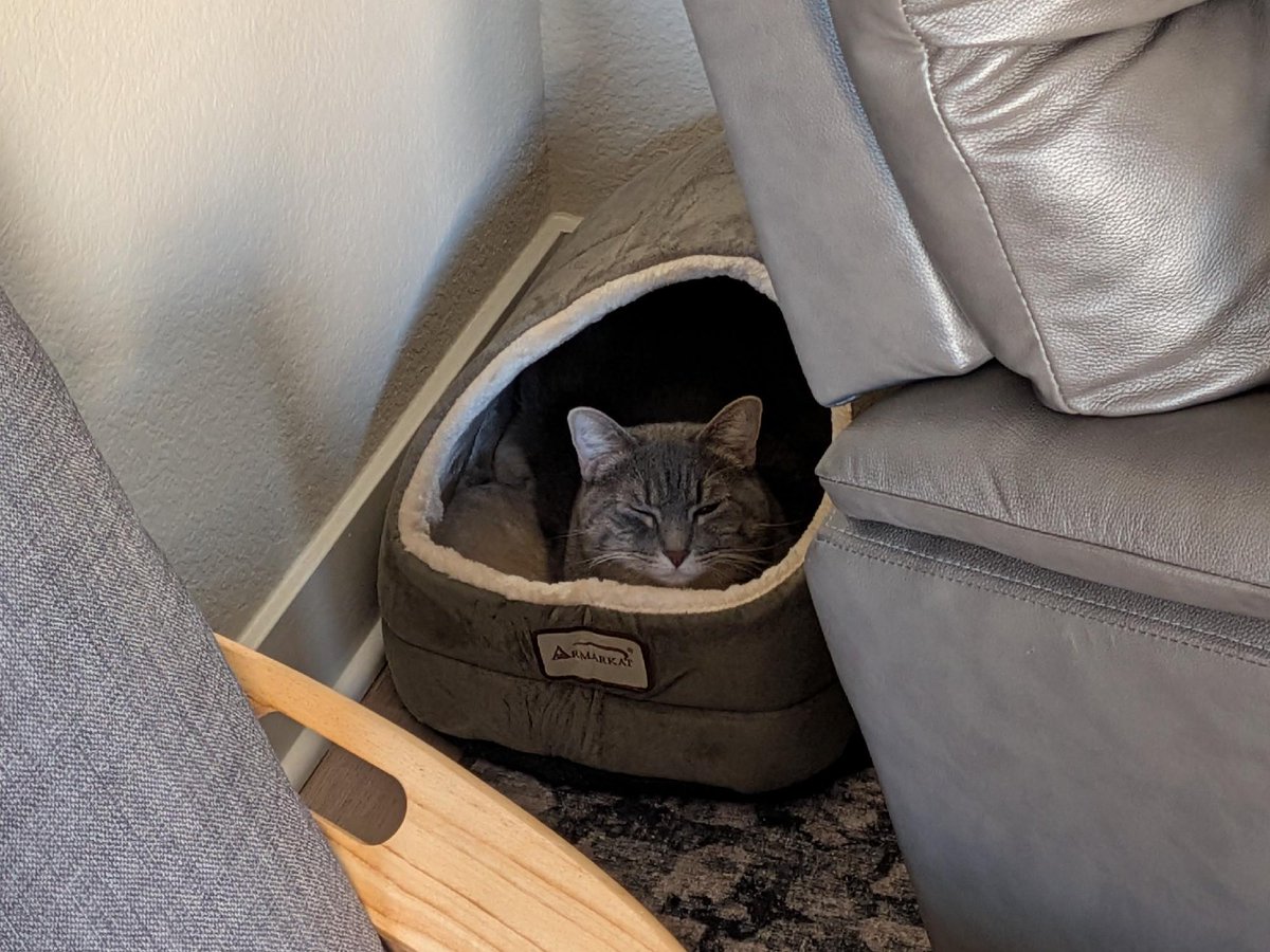 PeninsulaHumane's tweet photo. 💗 Adoption update on Athena (formerly Walda):

"Althea continues to settle in really well! Her favorite activity is snuggling while I read before bed." https://t.co/ePTHdmewx5