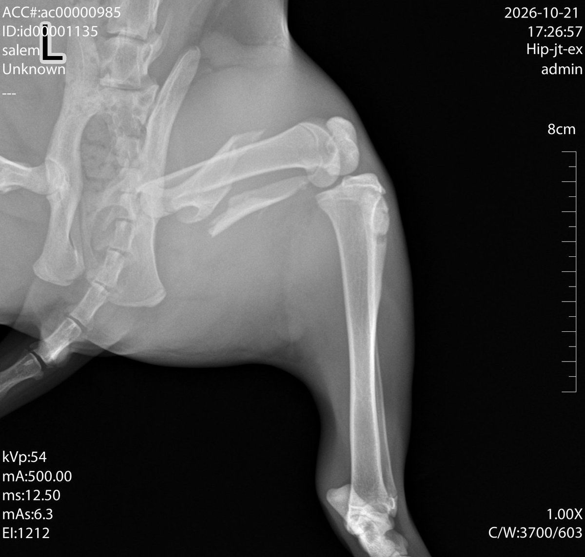 MGG_54's tweet photo. Porfavor.. necesitamos algún veterinario urgente que quiera ayudar a operar a un gatito que está quebrado.. está en Algarrobo y es urgente...lleva más de dos semanas en espera de atención particular..😭😭 porfavor Salem necesita de ustedes @T13 @latercera https://t.co/cjA8DhdzyD