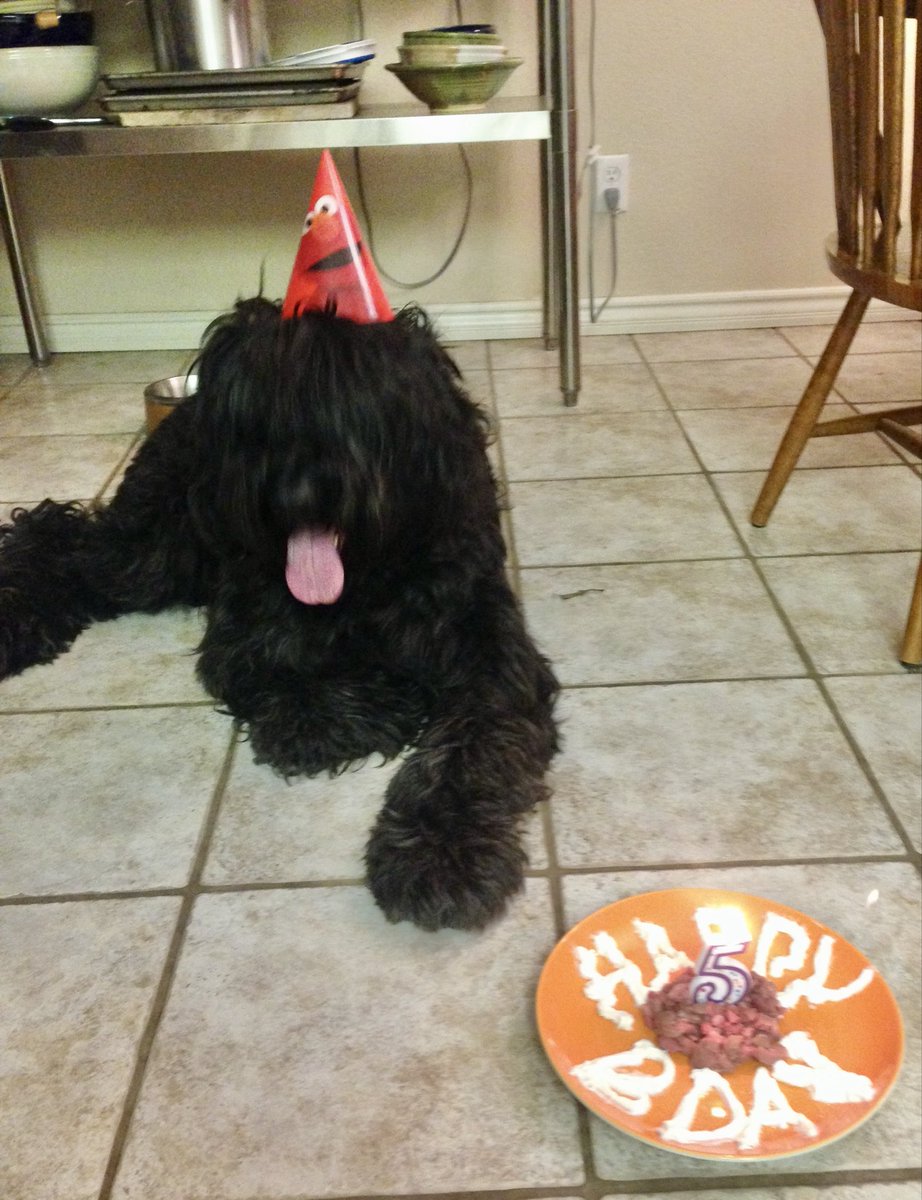 CardioNP's tweet photo. @shycollie I think the dogs prefer steak tartar cakes 😉 https://t.co/VGy0Motoa0