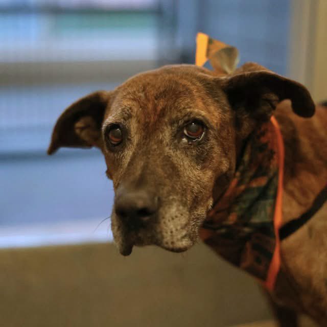 _taysmyoxygen1d's tweet photo. 🆘 INJURED #SENIORDOG WAS TO BE KILLED TODAY 10.22 by #SanAntonio ACS #Texas

REINA 👑#A423342 12.7yo, 49,9 lbs

💕Fearful, tremblimg body, backs away

🚨 palpable firm swelling along left thoracic limb, painful during manipulation of affected leg

Maybe I’m too late💔 https://t.co/uNBfdaOZz7