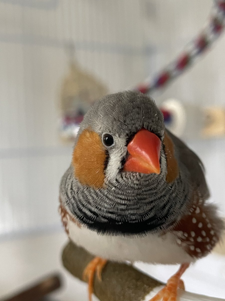 avian_aves's tweet photo. Beep has so many pin feathers, it looks so itchy 🐥💦 https://t.co/pDYloFMoMQ