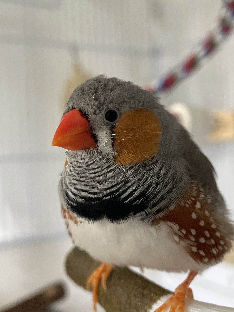 avian_aves's tweet photo. Beep has so many pin feathers, it looks so itchy 🐥💦 https://t.co/pDYloFMoMQ
