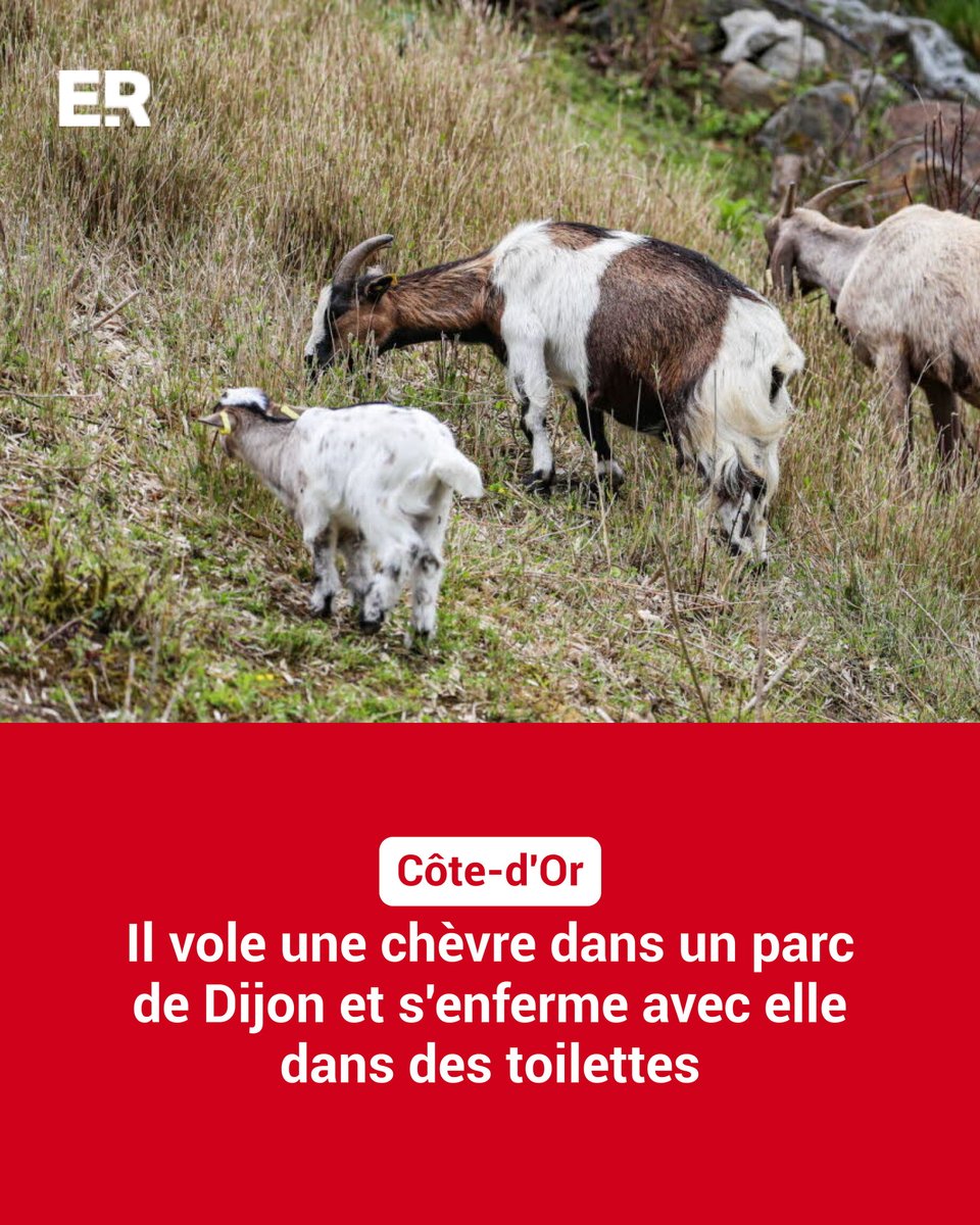 lestrepublicain's tweet photo. Un jeune homme de 19 ans a été placé en garde à vue mercredi après avoir dérobé une chèvre dans un parc de Dijon.
➡️ https://t.co/7Z8LwjNrOd https://t.co/s9JMrEU6nI
