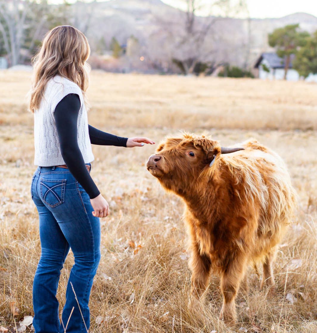 strugglesaurus's tweet photo. Just discovered the existence of mini highland cows and I’m obsessed https://t.co/4mHNwMZ2Zl