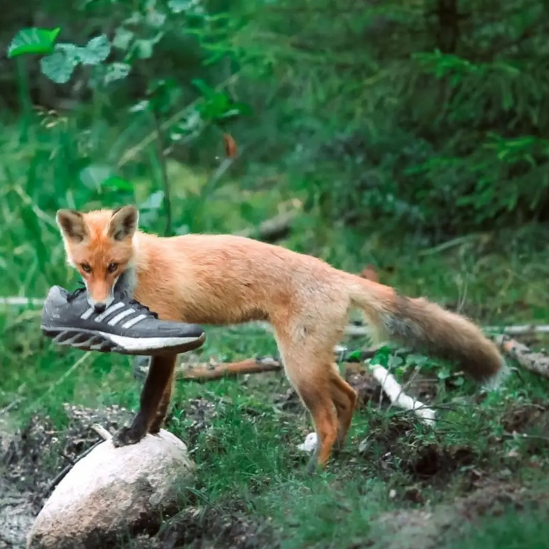 BreckSFOsborOx6's tweet photo. Why do things keep disappearing from your garden? Foxes love scented playthings like old shoes, dog chews, balls and gardening gloves. Keep tempting items stored away. https://t.co/eYryWku54T