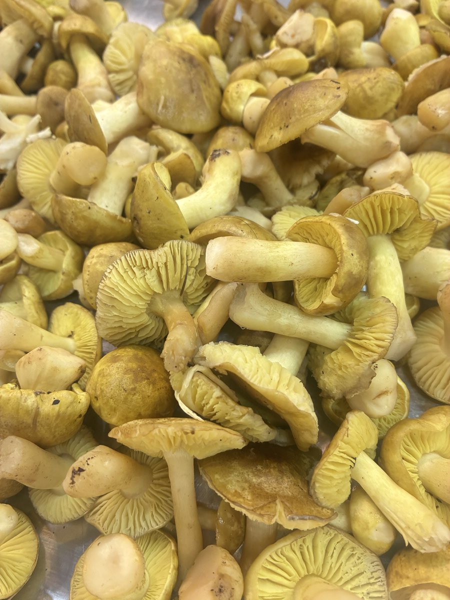 ichiba_mate's tweet photo. 【本日の目玉！ビッグサイズの金茸入荷🍄✨】
今日の天然金茸（キンタケ）、とにかくデカいです…！😲あざやかな黄色としっかりした軸、旨みがギュッと詰まっています。  
お味噌汁や汁物、煮物にすると最高の出汁が出ますよ〜🍲✨
秋の味覚をぜひご賞味ください！
#藤原商店
#秋田市民市場
#秋田市 https://t.co/VohgxOowjE