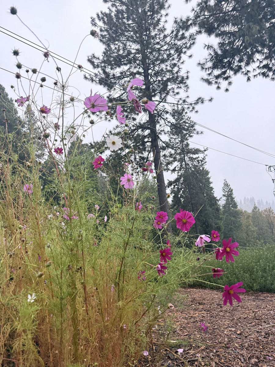 TechJessDev's tweet photo. Pretty rain today 🌧️ https://t.co/X3BrG8KQ6g