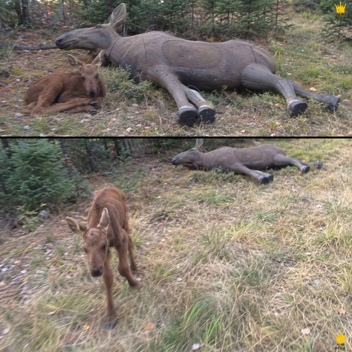 LovingCreaturez's tweet photo. A man called wildlife rangers after a moose calf refused to stop following him through the woods, but what he discovered beside a wooden moose dummy broke his heart.

The man had been hiking through a wooded hunting area when he noticed what appeared to be an injured moose lying on the ground. As he approached, he realized it was actually a life-sized wooden moose decoy, covered in old marks from target practice. But then he noticed something moving beside it. A tiny moose calf was curled up against the dummy, seemingly treating it like its mother. Concerned, the man slowly backed away, only for the calf to stand up and begin following him.

Every time he tried walking farther away, the little moose followed. Even when he picked up his pace, the calf hurried behind him, refusing to be left alone. Unsure what to do, the man contacted wildlife rangers, who arrived and revealed something heartbreaking. A mother moose had recently been found lifeless not far from the area, possibly following an encounter with a predator. Rangers suspected the calf might have belonged to her.

The little moose was safely transported to a wildlife rehabilitation sanctuary, where caretakers began feeding and looking after her until she was strong enough for the next stage of recovery. Nobody knows exactly why the calf had chosen to rest beside the wooden moose, but the man couldn’t forget the sight.

She had been waiting beside something that looked like her mother. And when someone finally came along, she followed him as if she couldn’t bear being left behind again.

#wholesome #animals #wildlife #nature