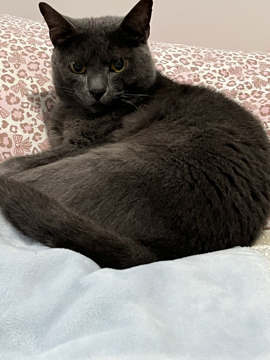 AmandaD36536229's tweet photo. @Mahzinhamo olha meu gato, parece aquele cinza do adopt me! https://t.co/1HaaQrZhnZ