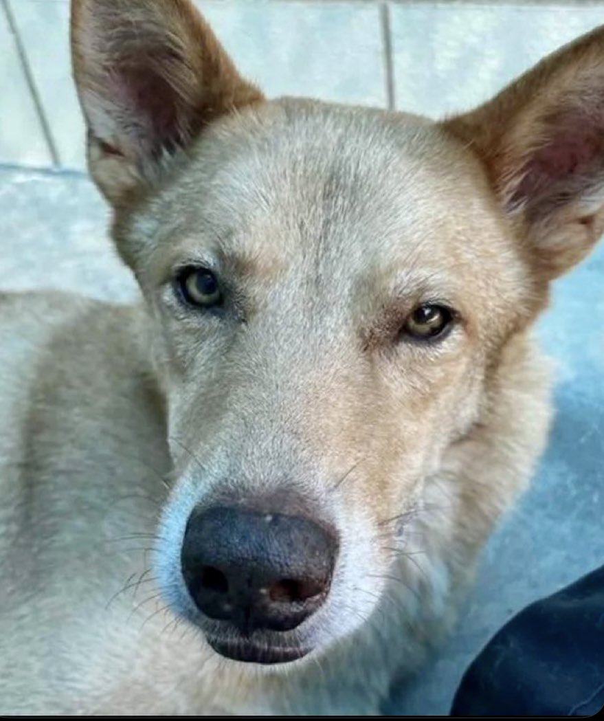 OlwynHope's tweet photo. ACE #A360184 NOBODY has noticed him at the shelter NO ATTENTION its a great shame given what a stunning BOY ACE is he loves people &amp; always on his best behaviour, his at the #CorpusChristiTx death shelter💉 plz #Pledge4Rescue 📞 to #ADOPT #FOSTER 361-826-4630   his magnificent! https://t.co/smYWtqIPY4
