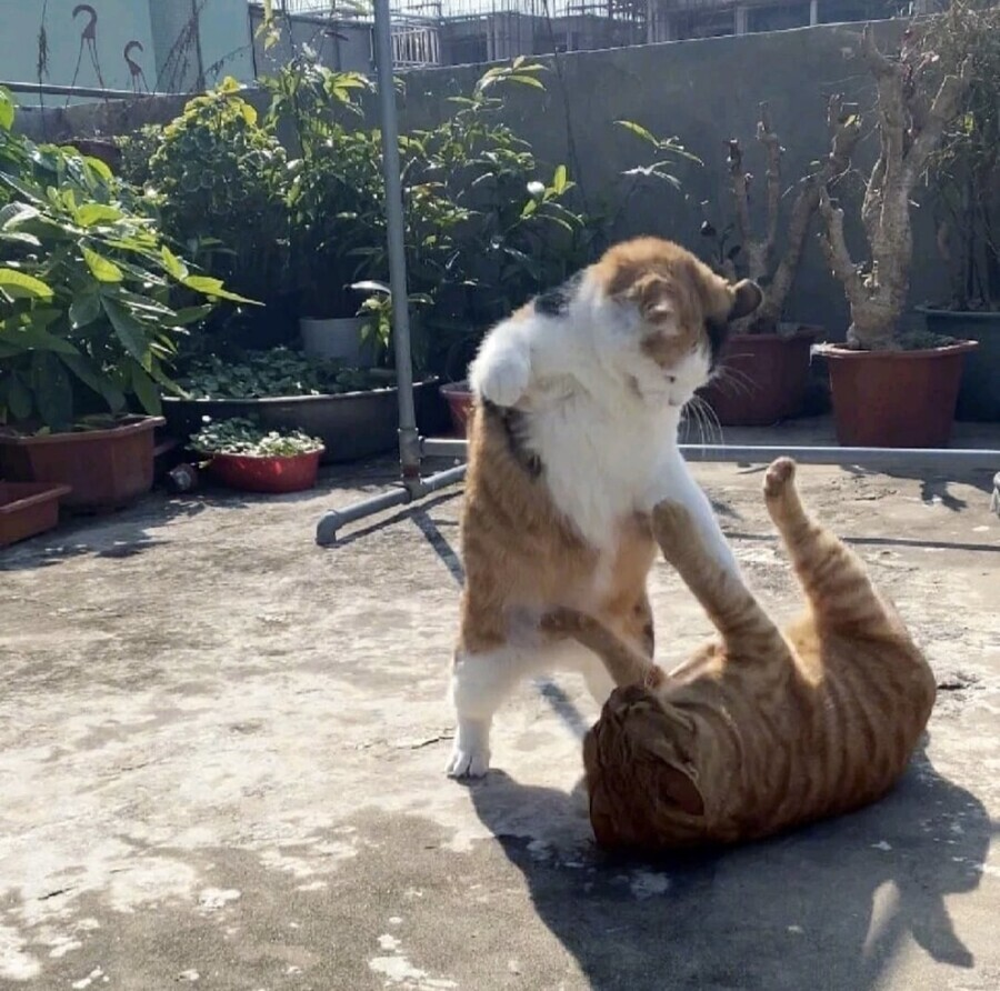 weirdnlovely's tweet photo. 가만히 놔뒀더니 레전드 현피 발생 https://t.co/wXzzj7DU4c