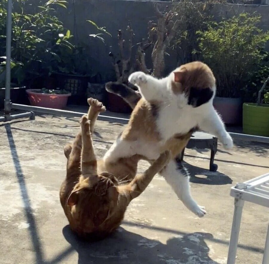 weirdnlovely's tweet photo. 가만히 놔뒀더니 레전드 현피 발생 https://t.co/wXzzj7DU4c