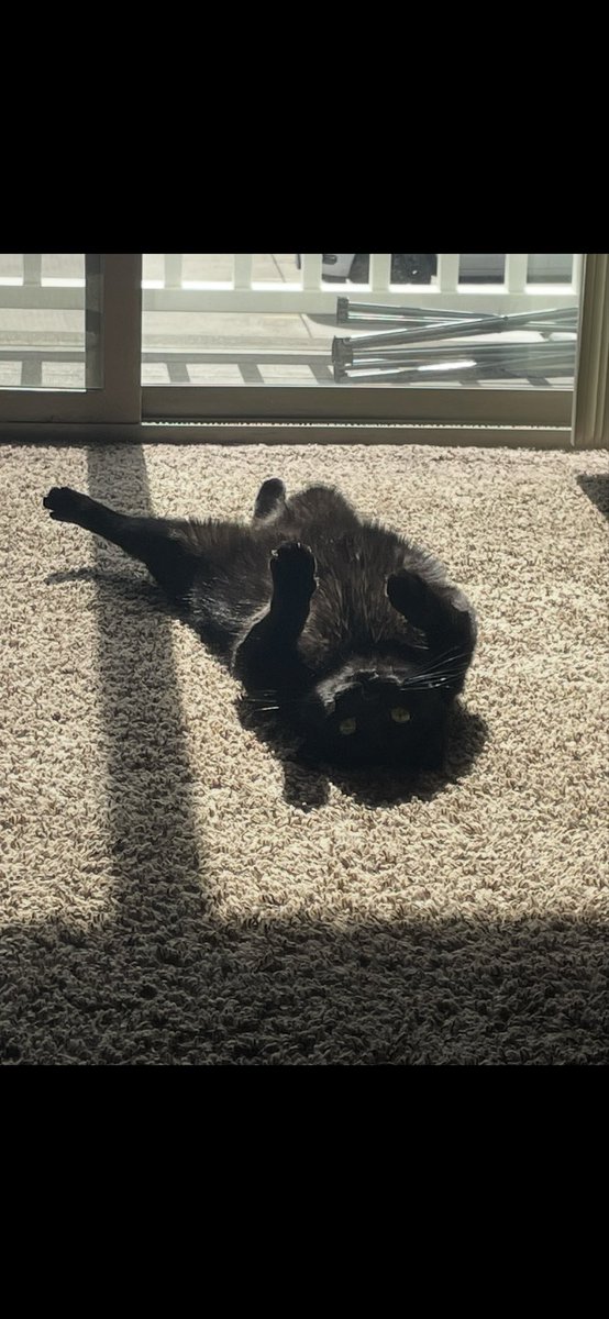 KenyonJohn81102's tweet photo. @Blazingoth Here is my little buddy Smokey smiling in the sunshine like an absolute goober https://t.co/fzyVV64lMv