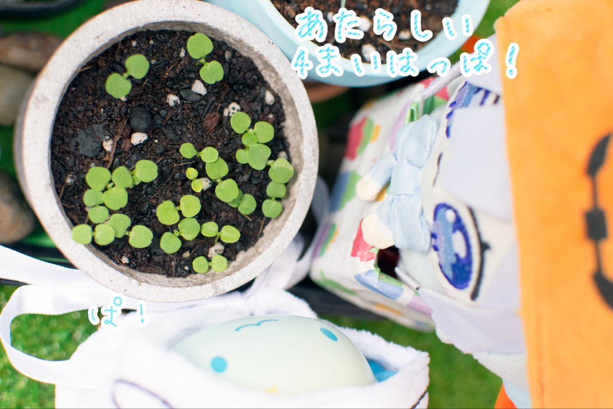 kei27822215's tweet photo. ハロウィンの妖精が視察にきたよ🌱🎃👻
#かなたそちゃん https://t.co/92xPwEYkGr