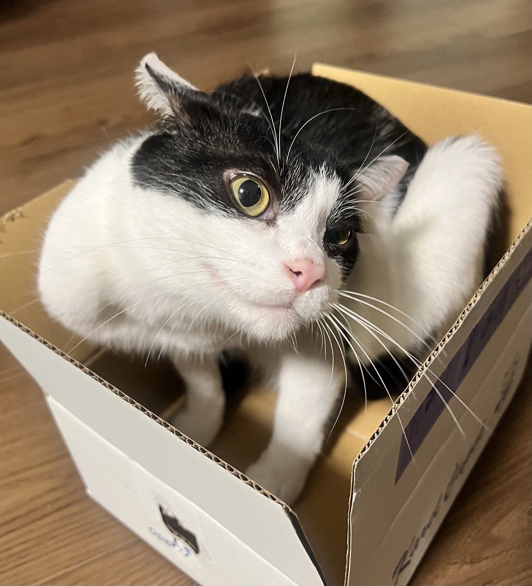 TeaRaco3's tweet photo. カレルチャペック https://t.co/zNA4W7BIIE