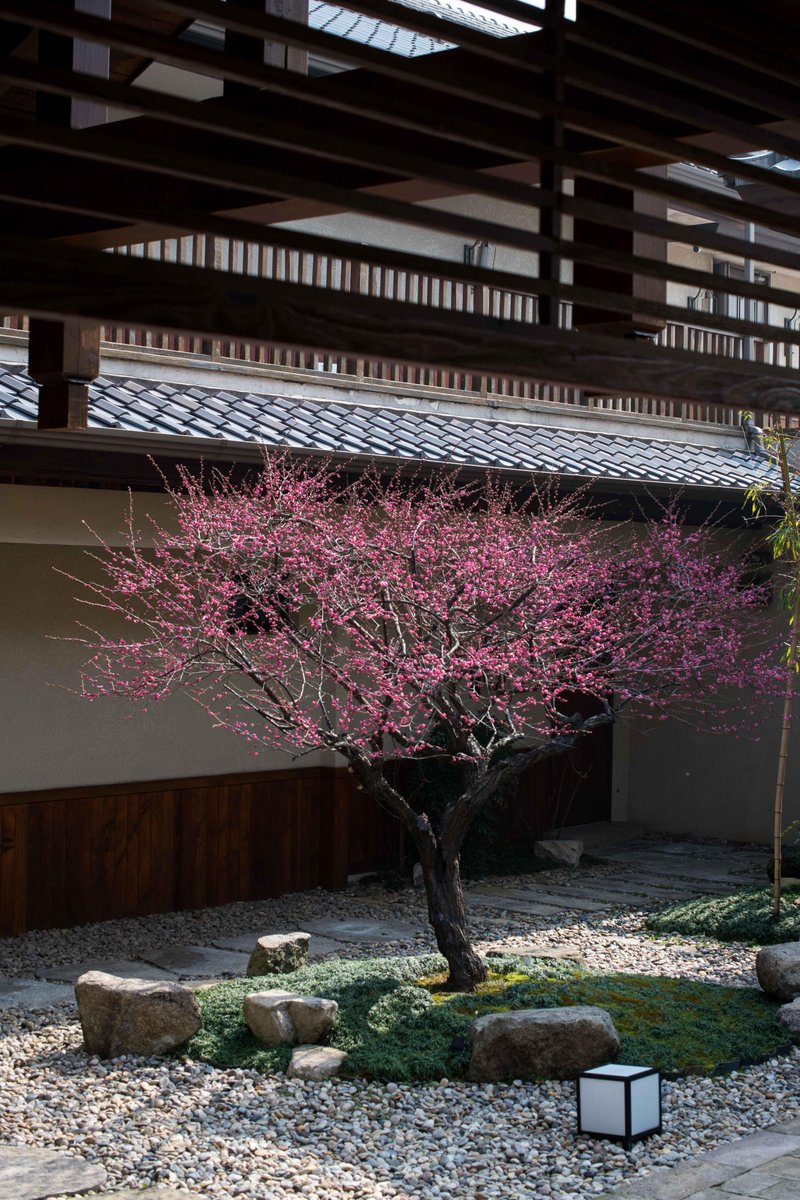 a7425027's tweet photo. [梅の花が咲く庭で悦びの声、繊細な風が運ぶ微かな咳。誰かを欺くような幻想が胸をよぎる]， https://t.co/GaXZ5P3yIw