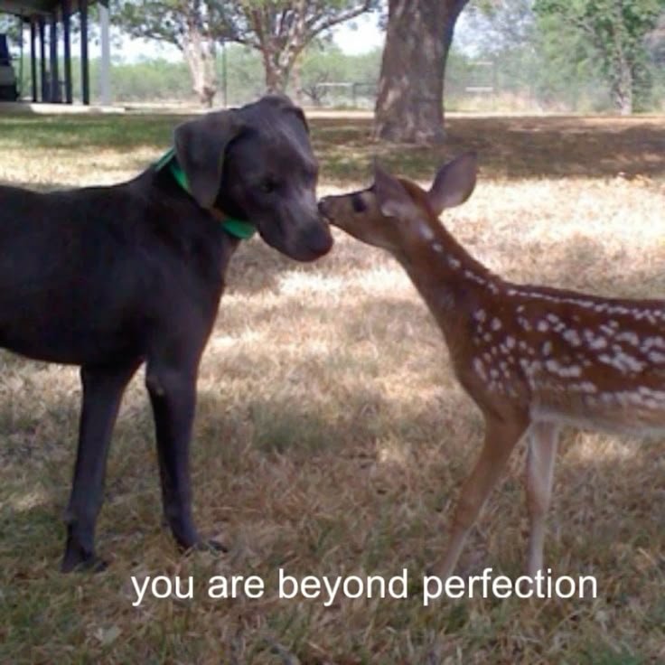 caninepoetry_'s tweet photo. https://t.co/rUfuvEqvCv