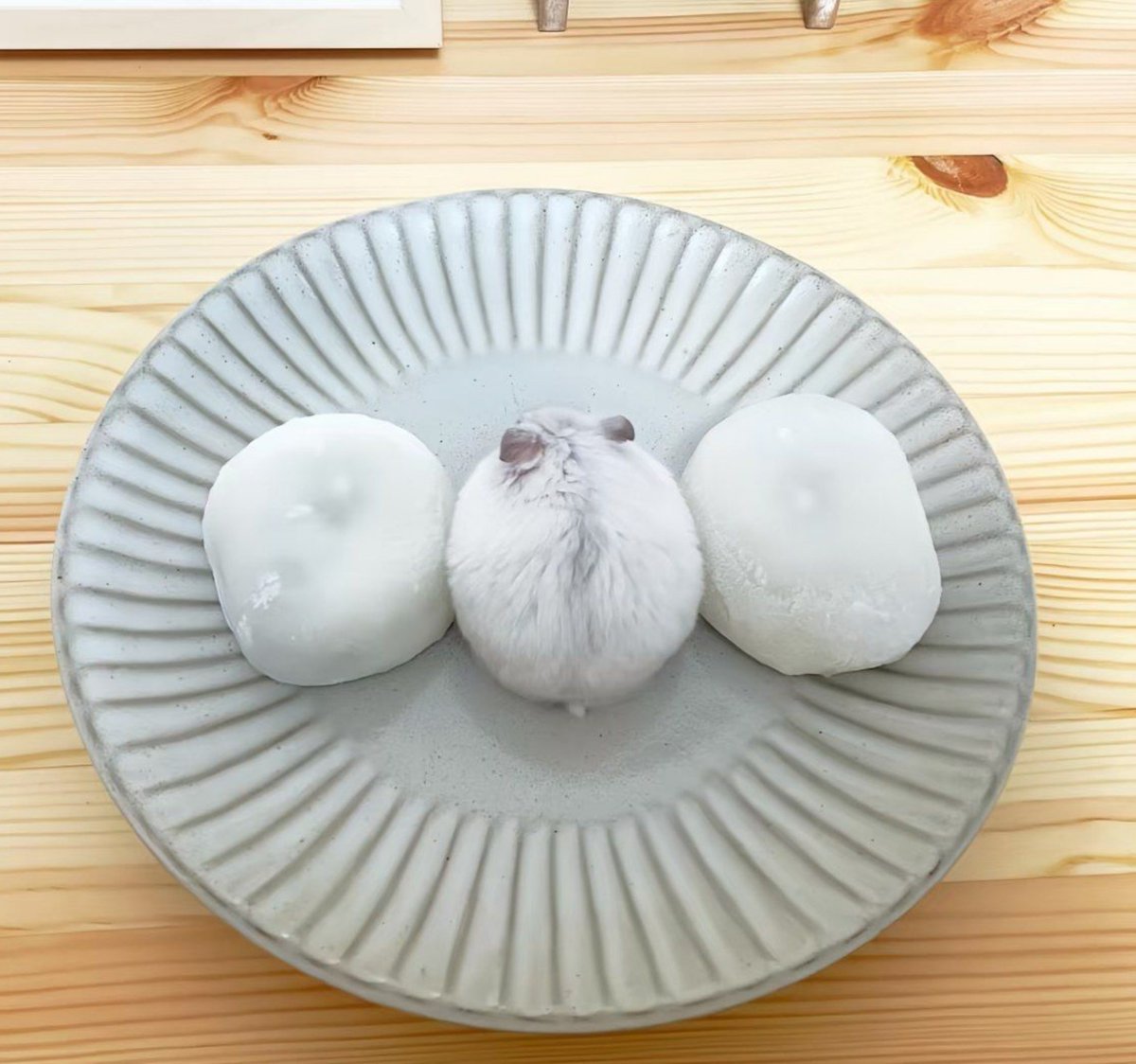 TweetsOfHamster's tweet photo. Mochi ⚪ https://t.co/hTltetKufl