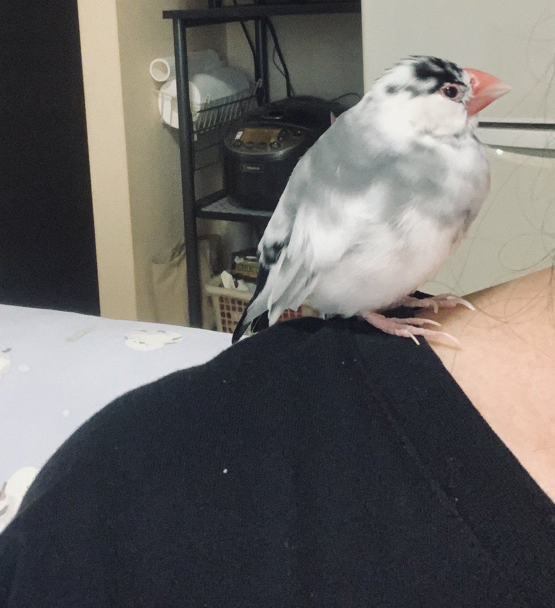 myparuparu's tweet photo. 放鳥させても ほぼ飼い主の側から
離れない甘えん坊💕 https://t.co/QkCPHxIh4r