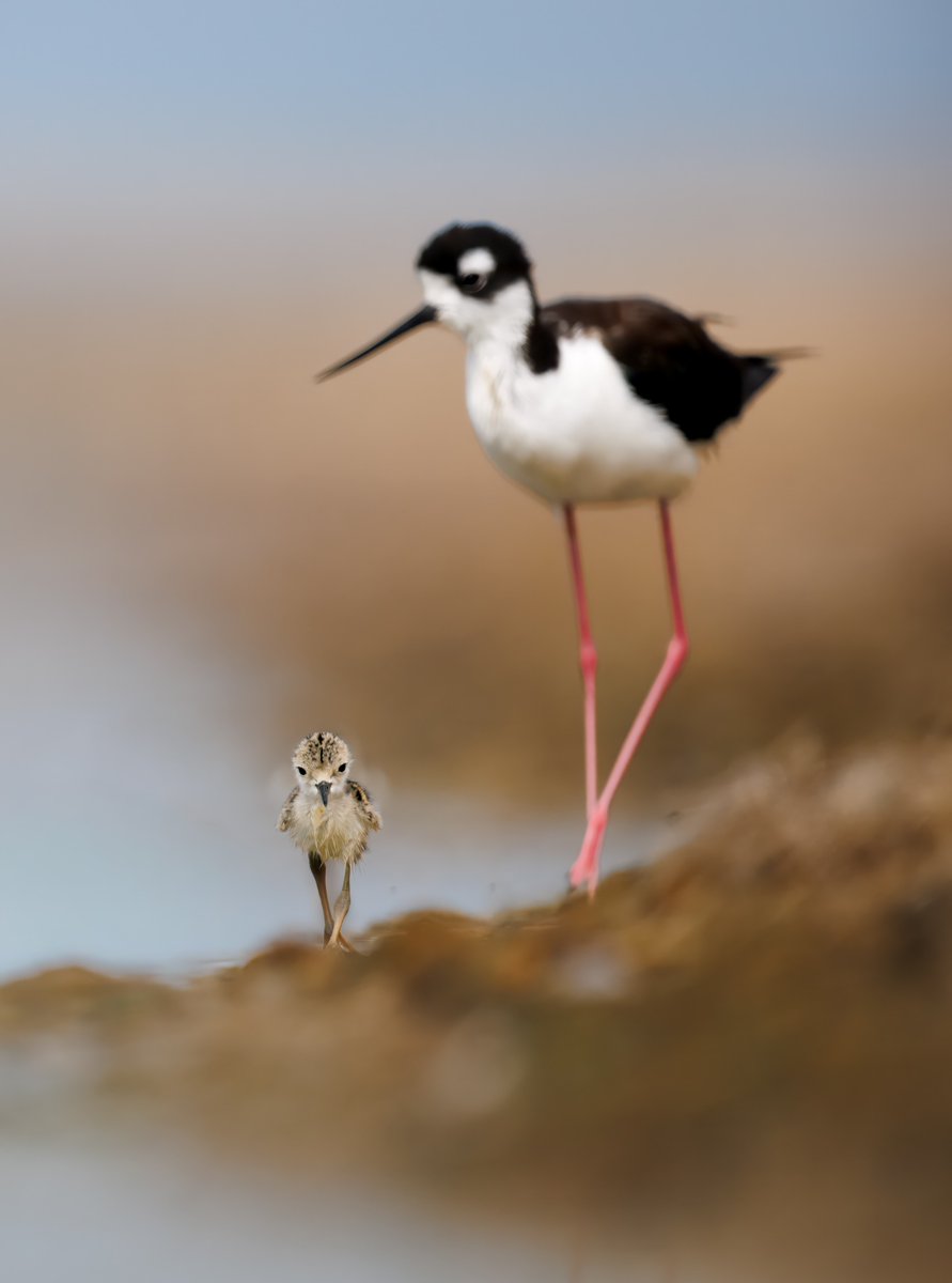 OlivesXClarkXJr's tweet photo. Black-necked Stilt with chick https://t.co/W0v8aD2Js5