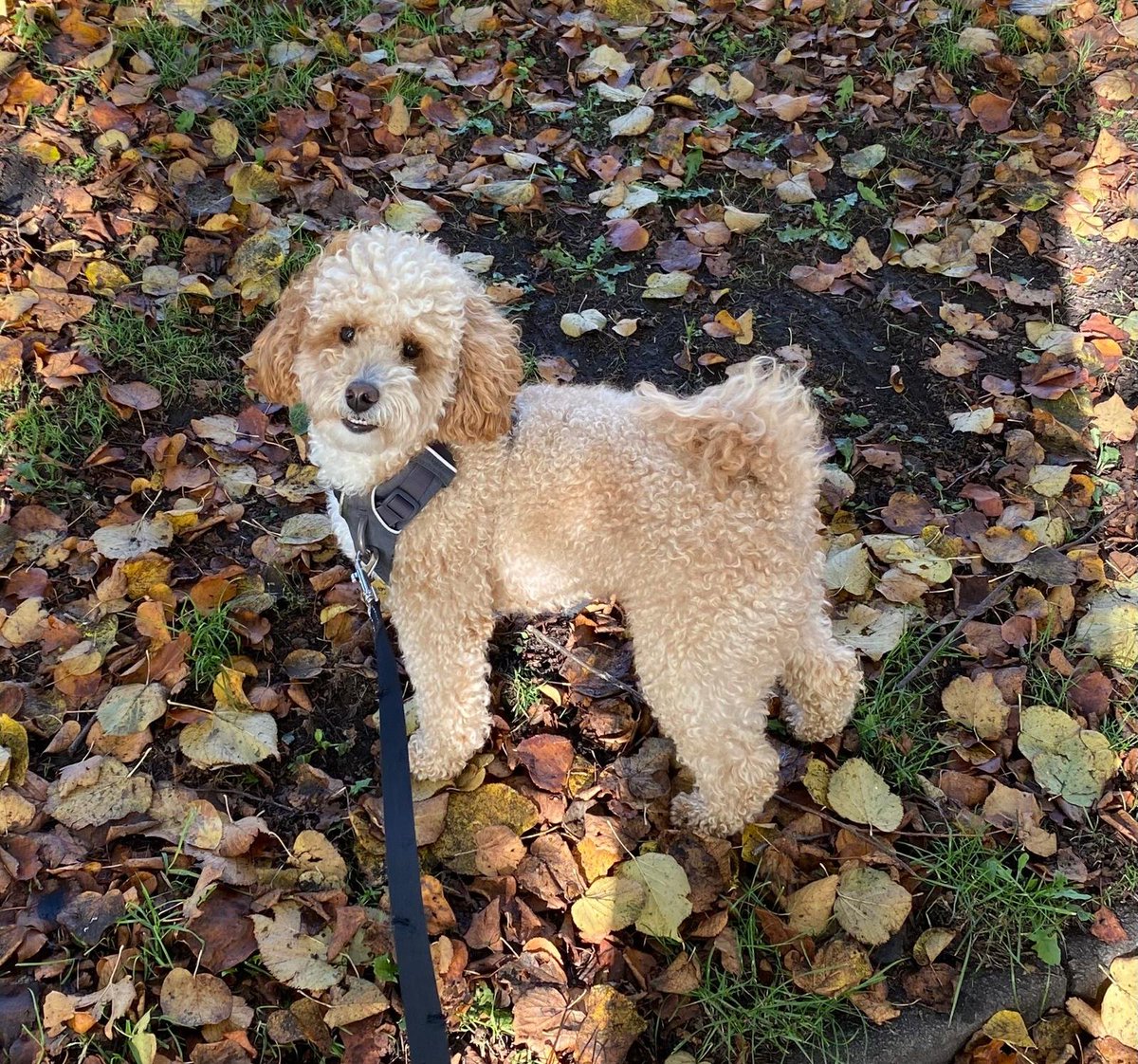 millypod1's tweet photo. 🆘22 OCT 2026 #Lost Scamp #ScanMe #Tagged
YOUNG Cockerpoo Male #PUPPY
Has a name tag on his harness with owners contact details on.
Weekly Glebe Road/Stamford Road #Kettering #NN16 North #Northamptonshire https://t.co/xEuPKaQddq https://t.co/cndmc5jsLt