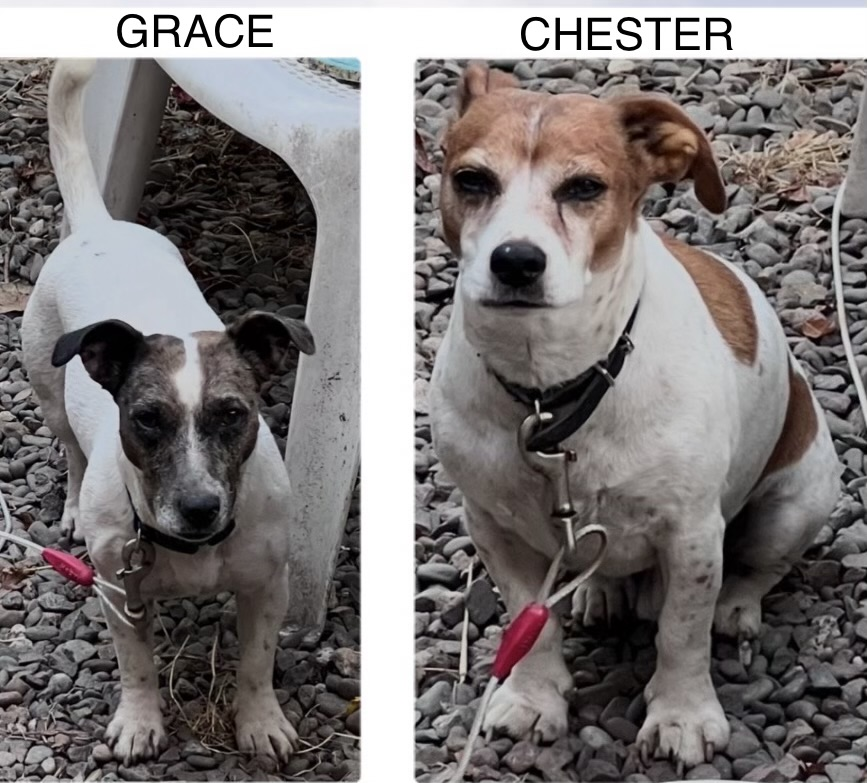 millypod1's tweet photo. 🆘3 OCT 2026 #Lost GRACE &amp; CHESTER #ScanMe
2 Jack Russell Terriers 1 Female, 1 Male. #STOLEN??
Both MICROCHIPPED &amp; NEUTERED
Catstree #Bridgnorth #Shropshire #WV15 5JY
#Staffordshire #Worfield #WestMidlands
https://t.co/O6D6rTpnck
https://t.co/1xMO7raEOu https://t.co/8iwtacAYGV