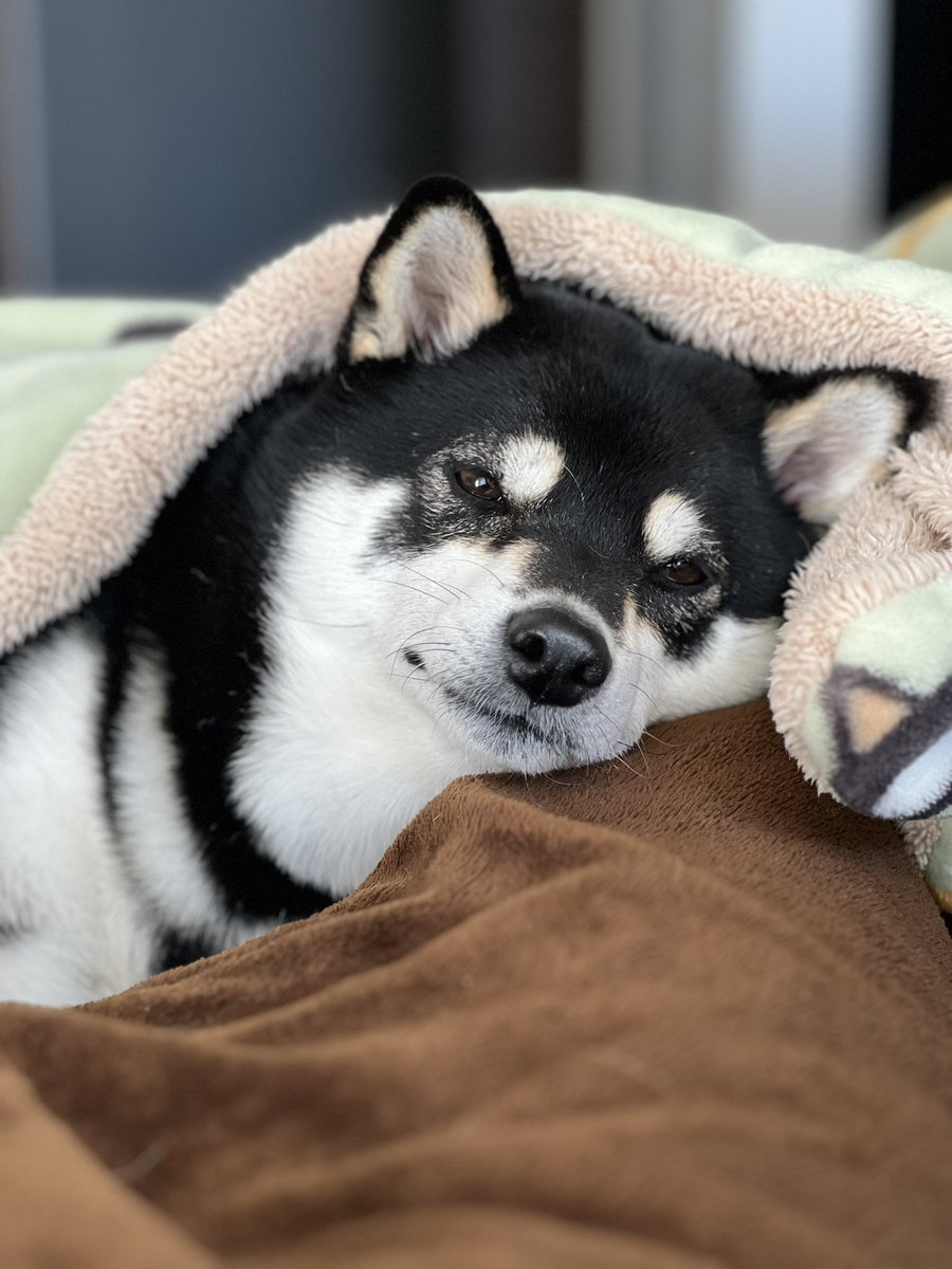 tenchan_1102's tweet photo. 人間の足の間で寝て、起きて、眠くなって、寝た笑
#柴犬 #黒柴 #可愛い https://t.co/knv7VEGCEr