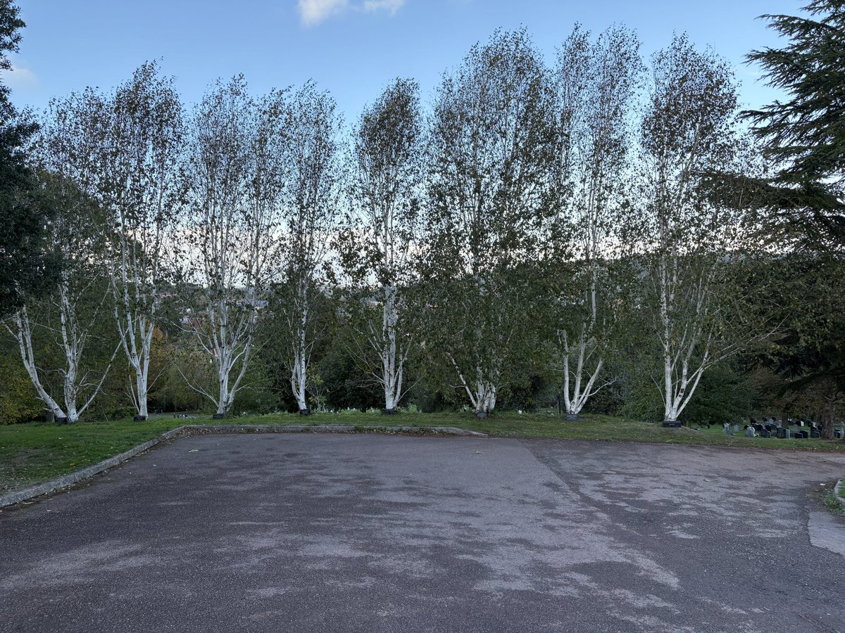 ExeterTrees's tweet photo. Trees of Exwick cemetery https://t.co/8FdmxsUqMF