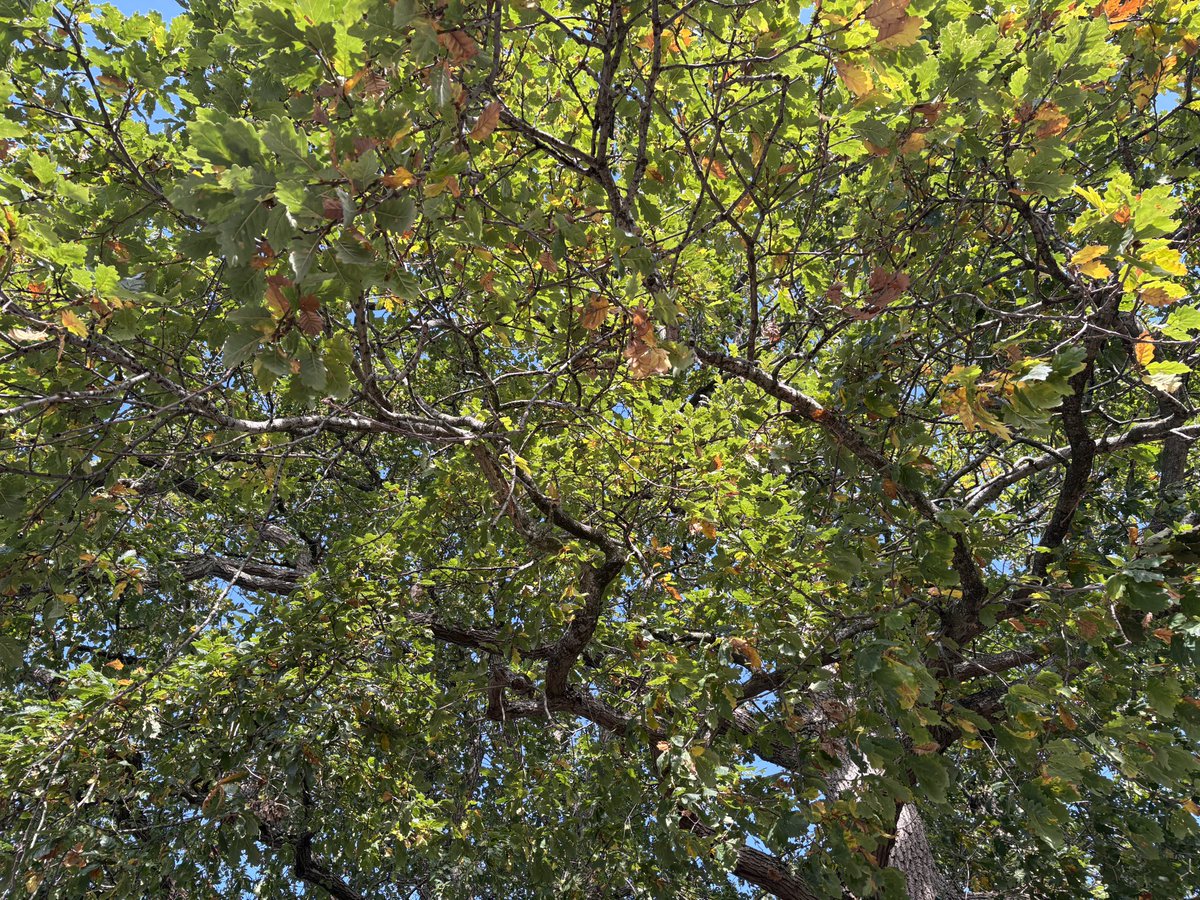 ExeterTrees's tweet photo. English oak https://t.co/wKounPoQG0