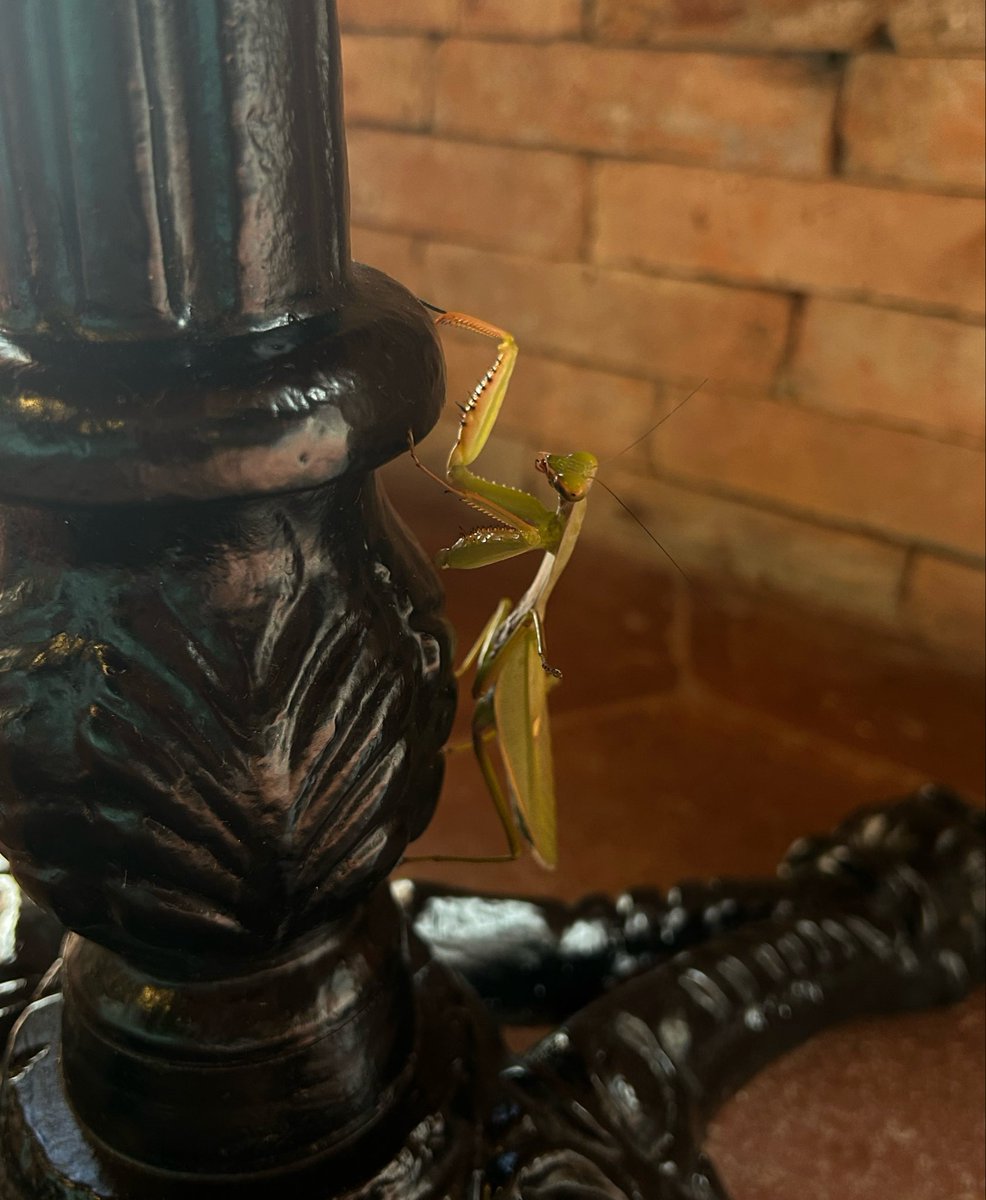 catboy_collectr's tweet photo. found a diva in a coffee shop https://t.co/hy1huIlEz5