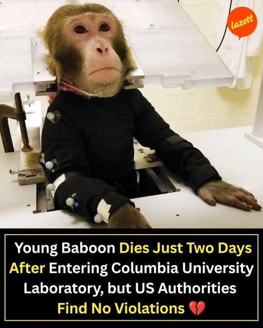 tiger26931's tweet photo. A young baboon died just two days after entering a Columbia University laboratory in New York, raising serious concerns about the treatment of animals used in scientific research. https://t.co/xDrdKRGkzj