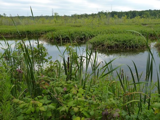 HaudenosaneeWP2's tweet photo. we Cayuga (Gayogo̱hó꞉nǫʼ which translates to "People of the Great Swamp") are called that because in our founding story, we were born of the Dawn Goddess in the Swamplands.
and as Water is the passage to the Otherworld, we lived along those Swampy waterways. https://t.co/U4RolR2Lhe