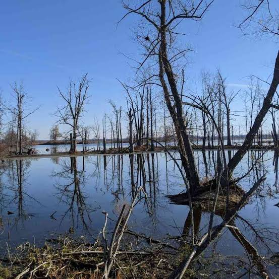 HaudenosaneeWP2's tweet photo. we Cayuga (Gayogo̱hó꞉nǫʼ which translates to "People of the Great Swamp") are called that because in our founding story, we were born of the Dawn Goddess in the Swamplands.
and as Water is the passage to the Otherworld, we lived along those Swampy waterways. https://t.co/U4RolR2Lhe