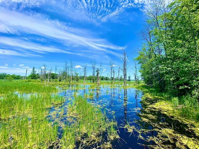 HaudenosaneeWP2's tweet photo. we Cayuga (Gayogo̱hó꞉nǫʼ which translates to "People of the Great Swamp") are called that because in our founding story, we were born of the Dawn Goddess in the Swamplands.
and as Water is the passage to the Otherworld, we lived along those Swampy waterways. https://t.co/U4RolR2Lhe