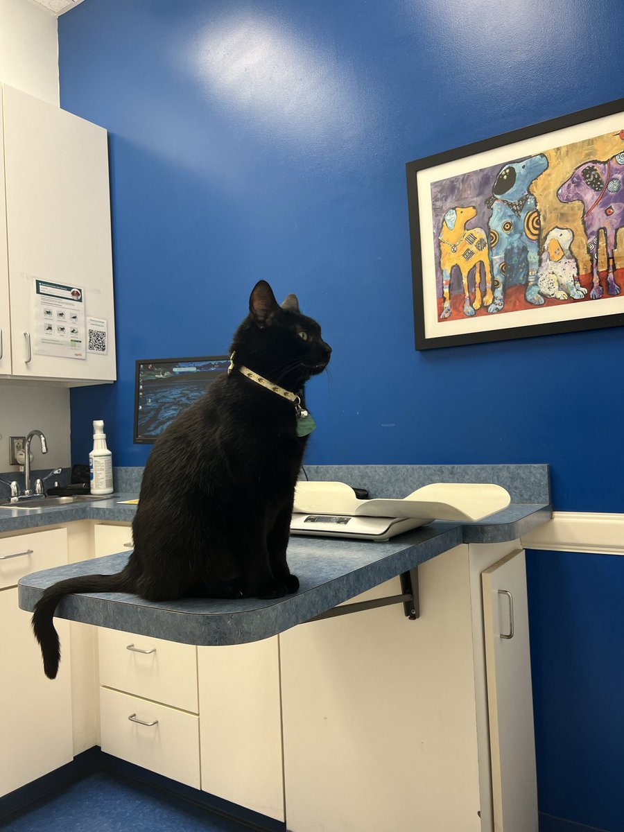 butchysports's tweet photo. is this a black cat thing bc he LOVES the vet https://t.co/9inlM0cXyy