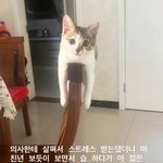 Photo by 김뽀글대생 (@capsos1phon)
