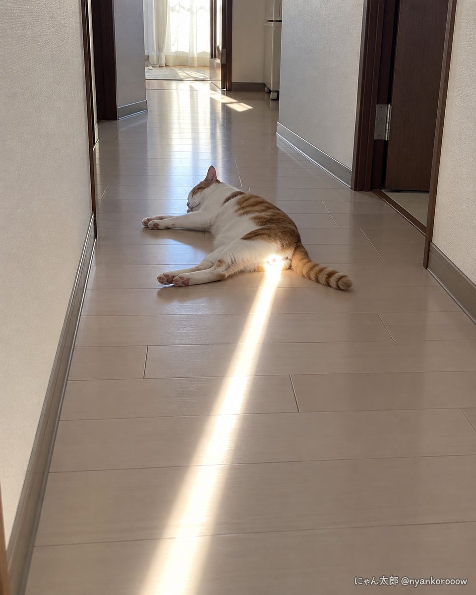 nyankorooow's tweet photo. 猫の充電口、そこだったのか。 https://t.co/SEk58EF20T