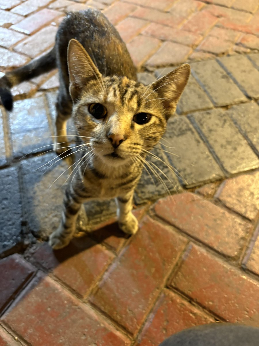 kookieborracho's tweet photo. Ir al Kennedy para alimentar gatitos 💔 me los quiero llevar a todos 🫠 https://t.co/0n70207i7x