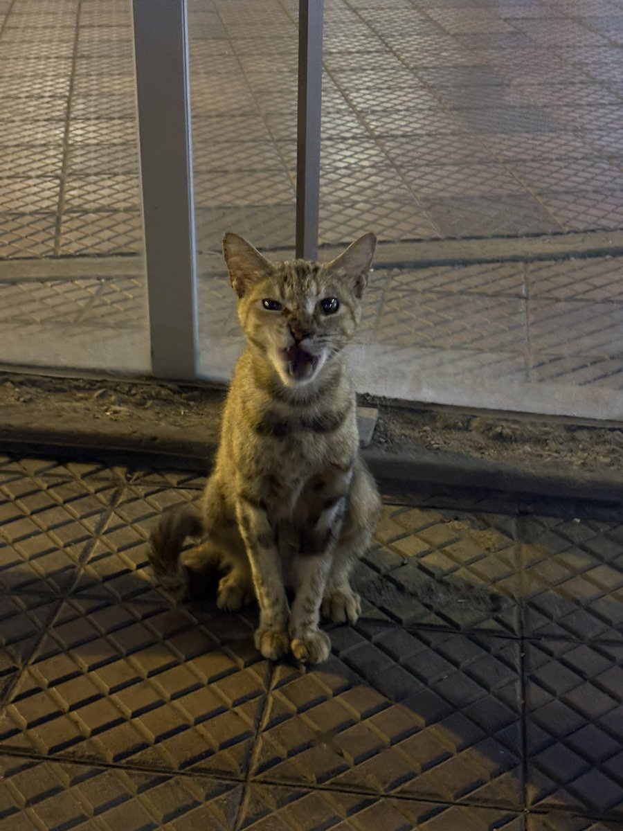 kookieborracho's tweet photo. Ir al Kennedy para alimentar gatitos 💔 me los quiero llevar a todos 🫠 https://t.co/0n70207i7x