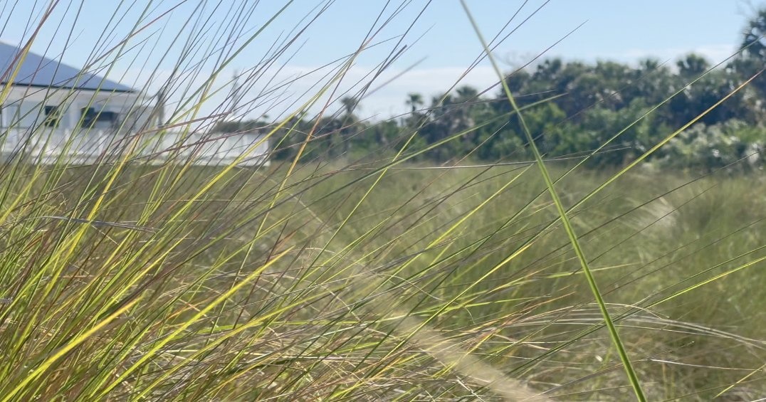 winknews's tweet photo. Sanibel Wetlands Face a Troubling Drop in Water Levels | Full story at the link in bio 🔗 https://t.co/eMzgF6efZf