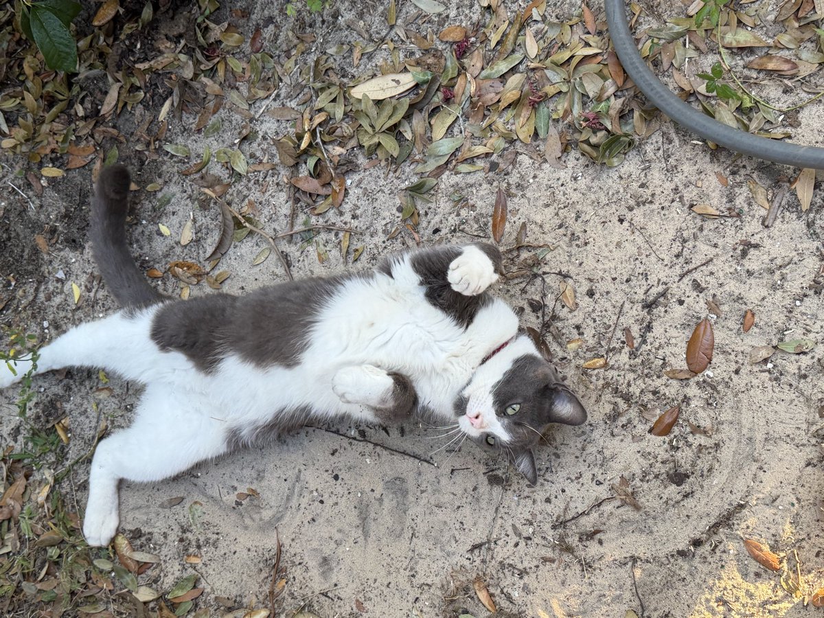BrownieTurd's tweet photo. Mr Sprinkles shall have every scratch he desires. 😂 

I am his circus monkey after witnessing these tricks. 😵‍💫

🤣 https://t.co/7iUtVI6FYh