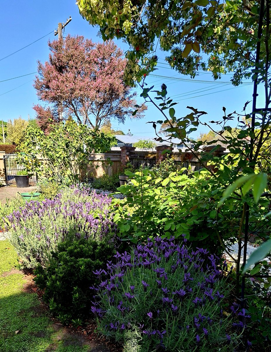 GabyLynch9's tweet photo. There's something to be said for a cold ale after a spot of gardening 😊 #GardeningLife #FridayFunDay https://t.co/wTnsrNGRjw