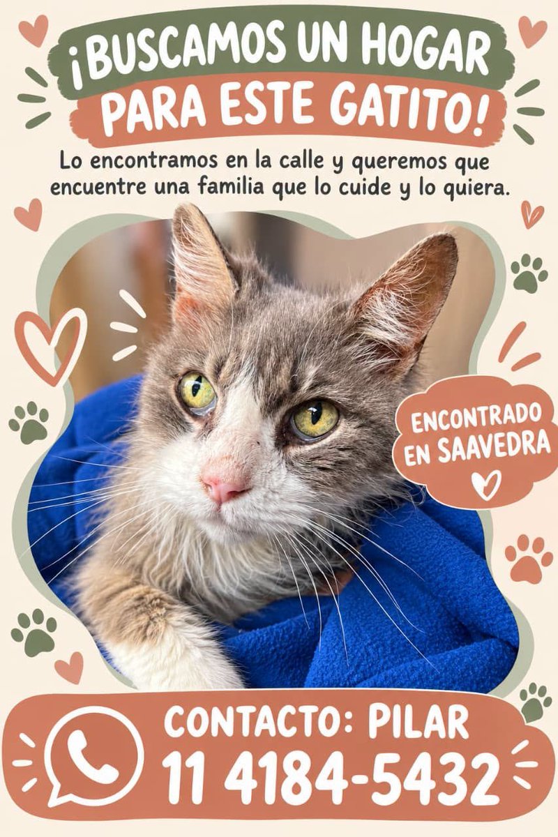 DeGatitos_'s tweet photo. #Parecenperdidos 📢📢📢
RT RT RT
GATITO CASTRADO, Encontrado el día jueves 22 de octubre a las 13 en Lugones y Arias
BARRIO DE SAAVEDRA.
La flia. que lo rescato, lo llevo al veterinario y le estan dando atencion.
URGE ENCONTRAR A SUS DUEÑOS.
CONTACTO Y DESCRIPCIÓN EN LA FOTO https://t.co/nr2UFG3aVC