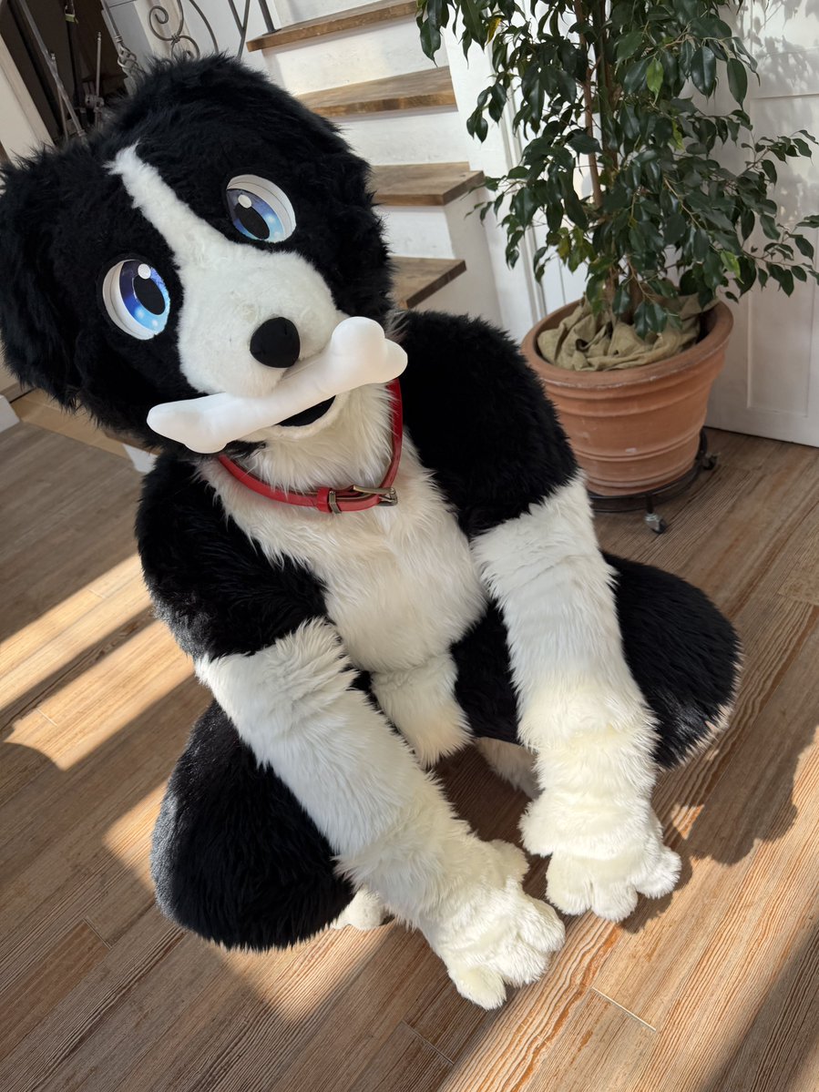 _spike_dog's tweet photo. はなさないもんッス🦴
#FursuitsFriday
#LopDaze
📸@nemuimoudame811 https://t.co/3pupGi6Ttt