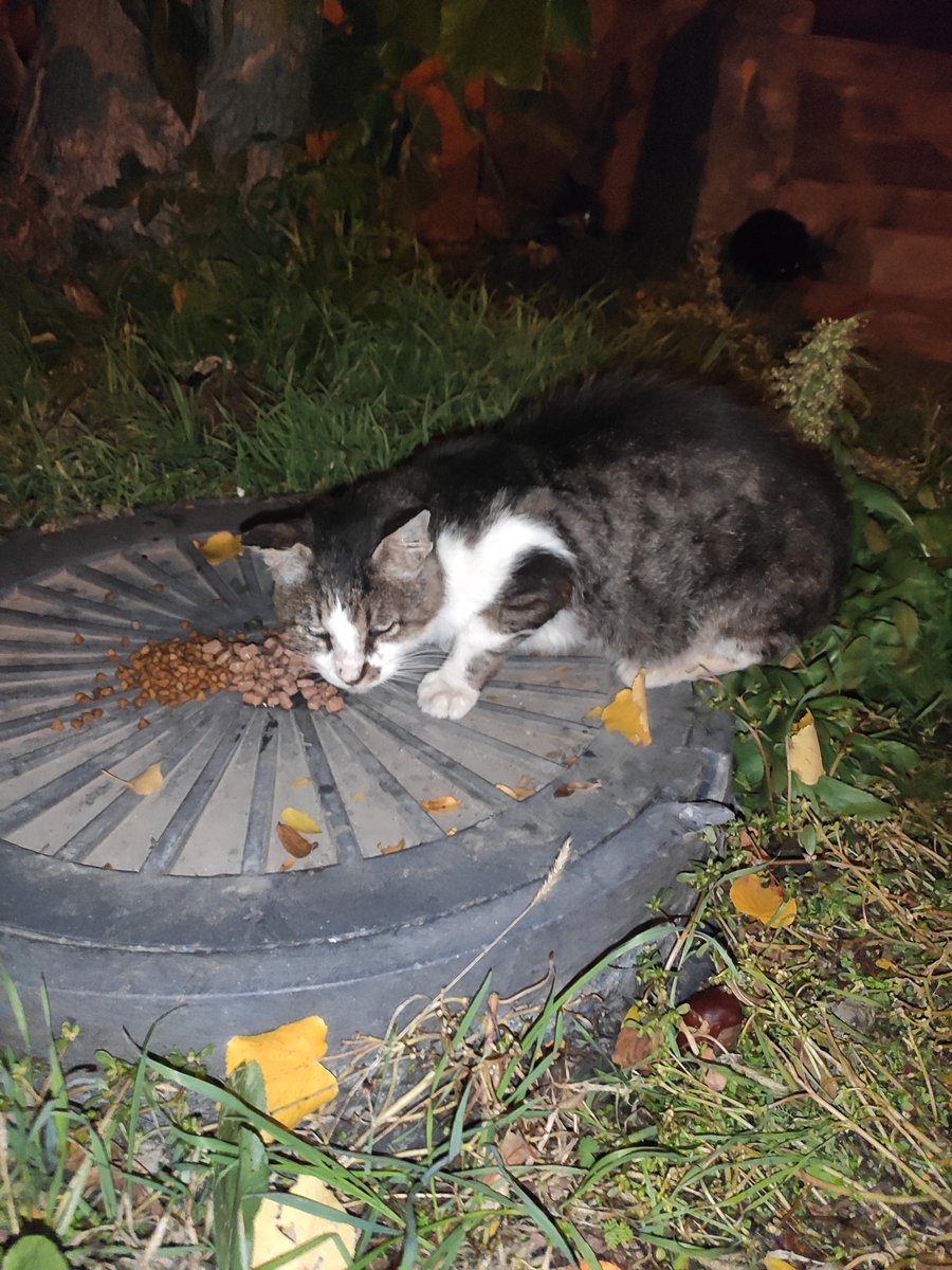 kittyzht's tweet photo. на корм на сьогодні вже нема, в мене тут під домом вистачить, а в житомирі нічого

прошу рт, вчора взагалі було нуль на банці 

https://t.co/VEdmnbQKDK https://t.co/Cnjs0A9XD6