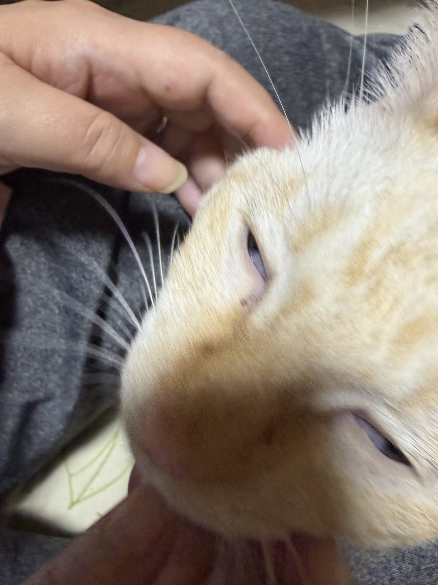 wpk0x's tweet photo. 手の中でウトウト……🐾
じわじわと体温が伝わってきて、こっちまで眠くなっちゃう。このまま動けません。
#愛猫 #猫写真 #甘えん坊 #猫のいる幸せ https://t.co/i6BN7gwDe0