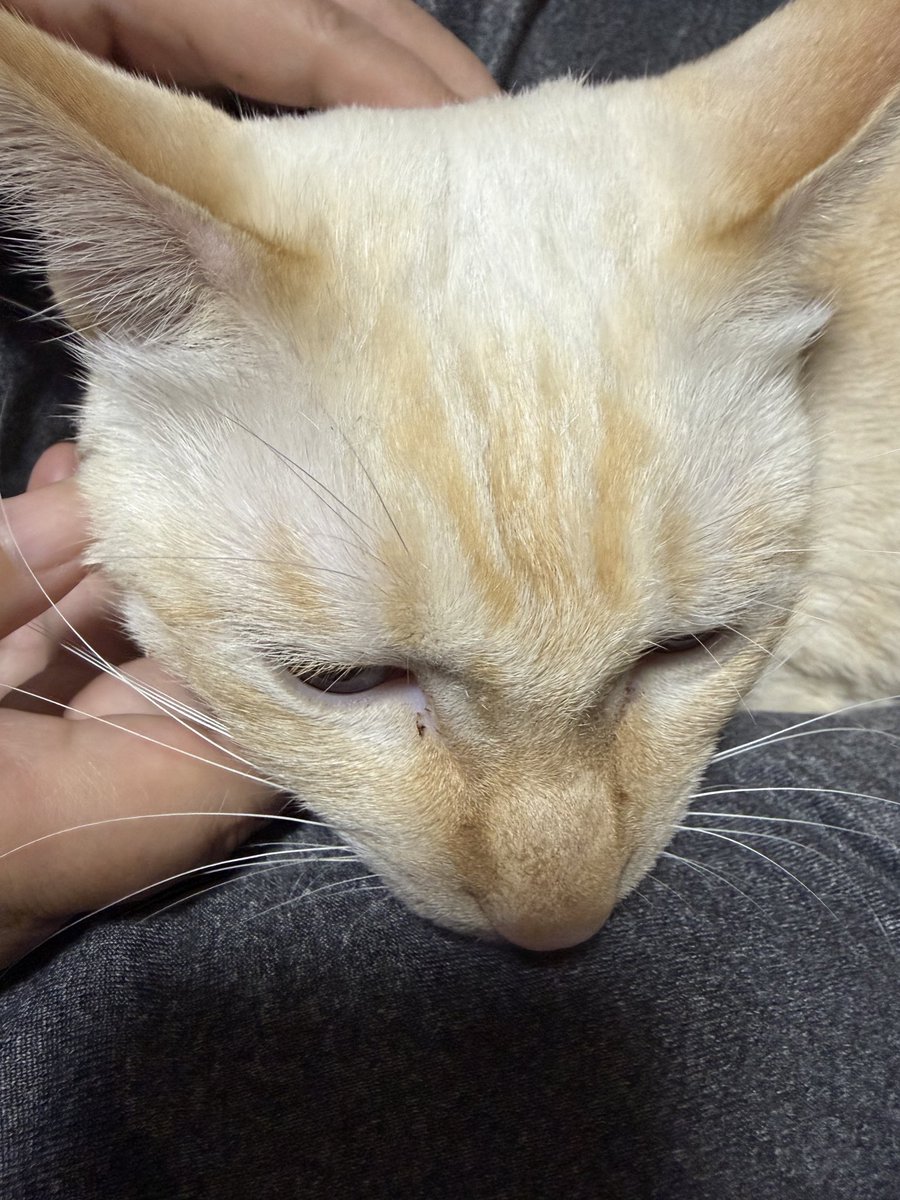wpk0x's tweet photo. 手の中でウトウト……🐾
じわじわと体温が伝わってきて、こっちまで眠くなっちゃう。このまま動けません。
#愛猫 #猫写真 #甘えん坊 #猫のいる幸せ https://t.co/i6BN7gwDe0