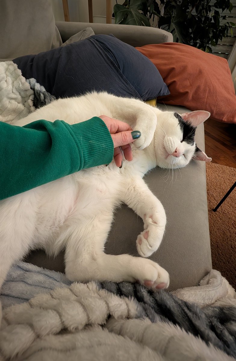_meme's tweet photo. Somos mi gato y yo contra el capitalismo, el patriarcado, el síndrome pre menstrual, LinkedIn, el sueño que no se te va durmiendo, la ultra derecha, los domingos a la tarde, el súper niño y la constante necesidad de comer harinas refinadas, las luces frías y la humanidad https://t.co/WWVdPoezdb