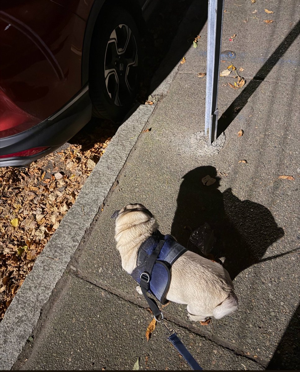 SarahPug12's tweet photo. Nighttime potty break and Stella starts barking at her shadow!  😱 🤣🤣🤣 #Stella #BabyGirl #Crazygirl https://t.co/ehcan5D6ex