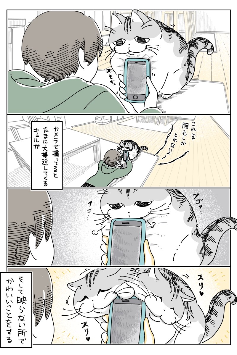kyuryuZ's tweet photo. 大接近ネコ https://t.co/l8UnI3rcFL